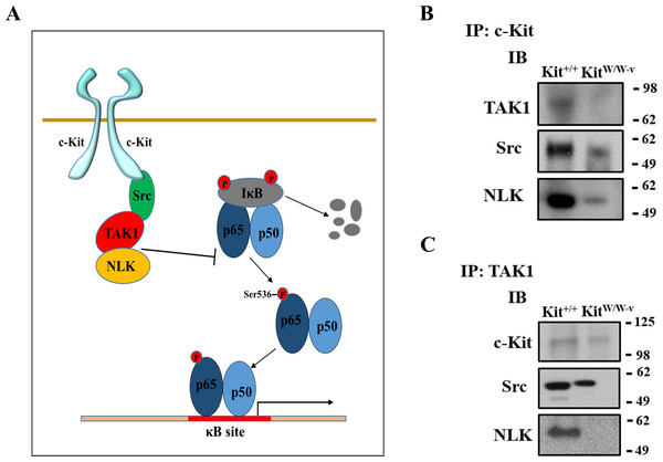 c-Kit forms a molecular complex with the regulatory proteins TAK1, Src, and NLK in smooth muscle cells (SMC).