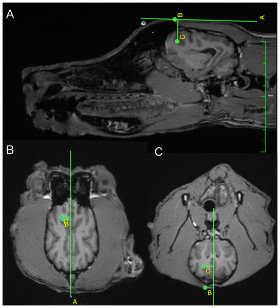 Sagittal (A), dorsal (B) and transversal (C) view of the canine brain at the level of the left frontal cortex.