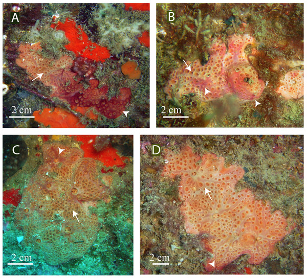 In situ pictures of Hemimycale mediterranea sp. nov. from 12–17 m of depth.