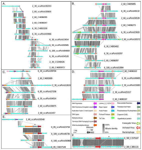 Synteny maps for each of the putative ETNP archaeal virus cluster (VCs).