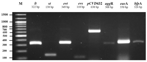 Agarose gel electrophoresis of 1% agarose of the amplification products of virulence genes and plasmid for ETEC (lt, st), EHEC (evt, evs), EAEC (pCVD432, aggR), and EPEC (eaeA, bfpA).