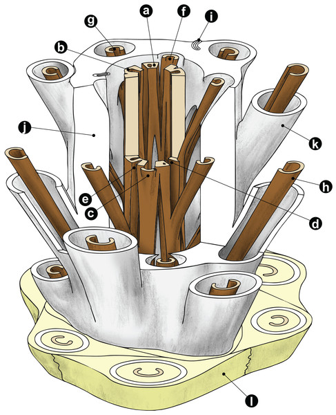 Diagrammatic representation of a cutout stem portion of a Millerocaulis-type osmundoidalean rhizome (Osmundoideae, Osmundaceae) showing a selection of general anatomical features.