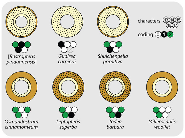 Diagram illustrating selected examples for different layering and composition of cortical tissues in osmundalean stems as seen in stem cross-section, together with the respective character scoring used in the matrix (for definition of characters and of character states see text).