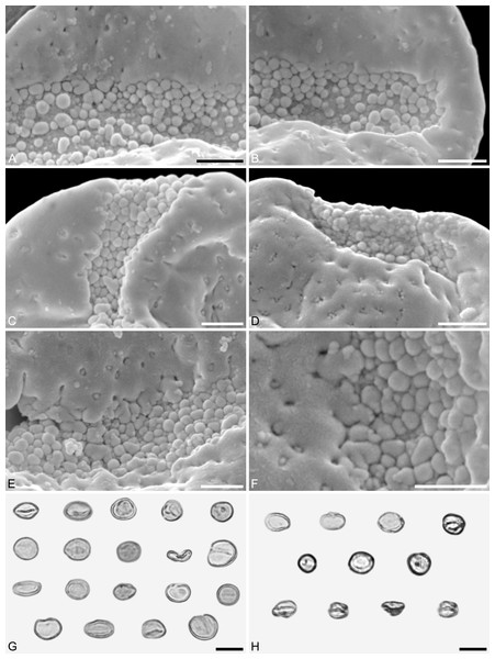 SEM and LM micrographs of Saururus aquilae sp. nov. (A–G; Campanian; Wyoming) and LM micrographs of Saururus tuckerae (H; middle Eocene; Princeton, B.C.)