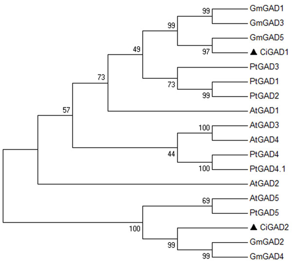 Phylogenetic analysis of GAD sequences from Caragana intermedia and other three model plants Arabidopsis thaliana, Populus trichocarpa, Glycine max.