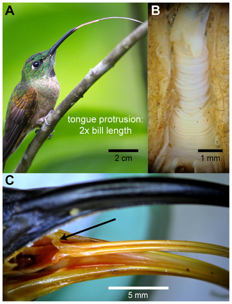 Gross morphology of hummingbird tongues.