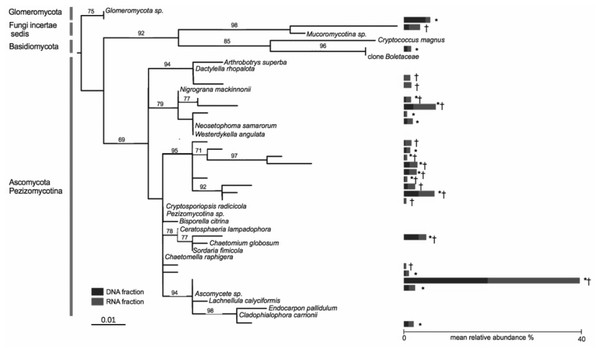 Phylogenetic tree of the core microbiome OTUs at the level of 19 co-occurring Agrostis stolonifera plants.