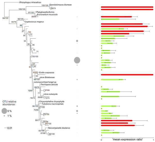 Phylogenetic tree of the Basidiomycota related root fungal microbiome OTUs.