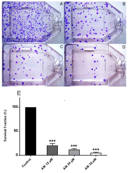 Effects of AM on HeLa cell colony formation as measured by Clonogenic assay.