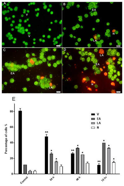 Effects of AM on HeLa cells as measured by Acridine Orange and Propidium Iodide double-staining in a time dependant manner.