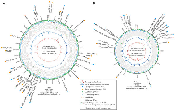 Schematic circular diagrams of the A. salmonicida chromosomes I (A) and II (B) (ChrI and ChrII).