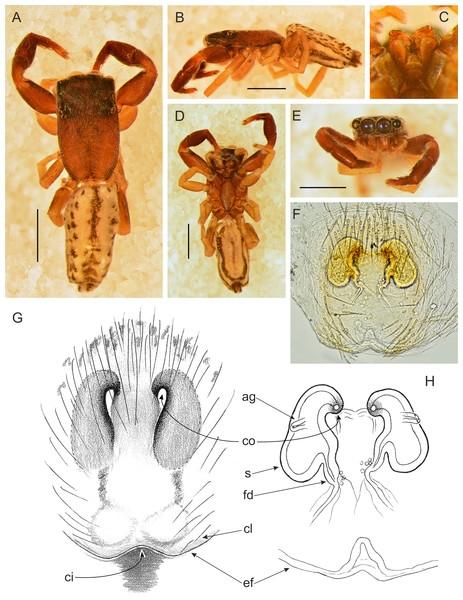 Trite pollardi sp. n. (paratype). (A) Dorsal view (B) lateral view (C) Endites and labium (D) ventral view (E) frontal view (F, H) vulva (G) epigyne. Scale bar: Figs (A–E) = 1 mm.