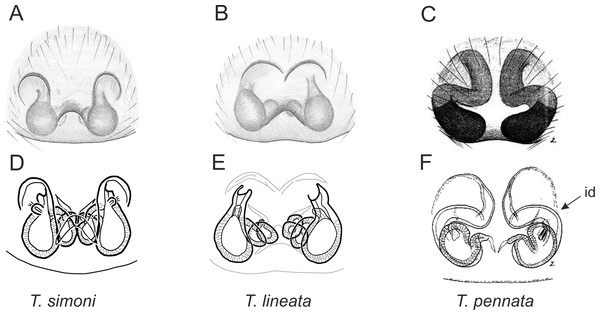 Epigyne and internal genitalia in Trite species (planiceps-group) from New Caledonia; id, insemination duct; distinctive for the group.