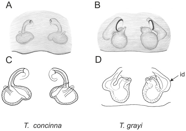 Epigyne and internal genitalia in Trite species (planiceps-group) from Lord Howe and Norfolk Islands; id, insemination duct; distinctive for the group.