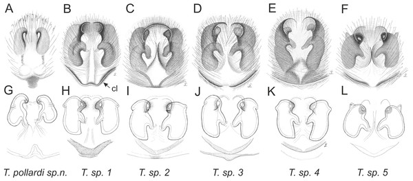 Epigyne and internal genitalia in Trite species (incognita-group) from New Zealand; insemination ducts are virtually missing, and caudal lobe (cl) is distinctive for the group.