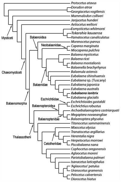 Phylogenetic relationships of Mysticeti with focus on Balaenoidea.