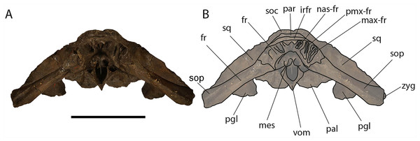 Eubalaena ianitrix sp. nov. (holotype RBINS M. 879).