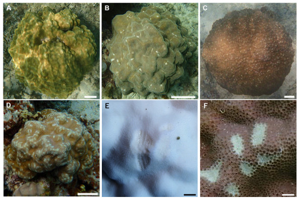 Images showing the degree of scarring on massive Porites in the field.