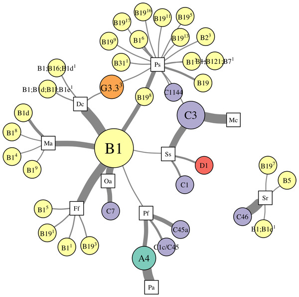 Network analysis of abundant Symbiodinium taxa in each coral species.