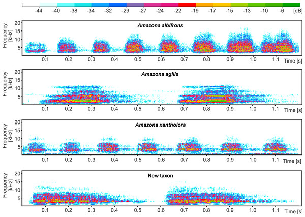 Comparison of example sonogram for the new taxon with two other Amazona parrots from Central America and closely related Amazona agilis from the Greater Antilles.