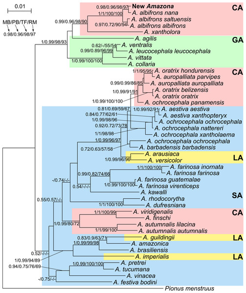 MrBayes maximum clade credibility tree for the concatenated alignment of genes for COI, 12S and 16S rRNA sequences from Amazona taxa and Pionus menstruus species (as outgroup). Numbers at nodes, in the order shown, correspond to: posterior probabilities estimated in MrBayes (MB) and PhyloBayes (PB), and bootstrap support values obtained in TreeFinder (TF) and RAxML (RM).
