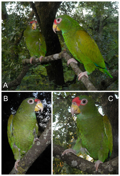Photograph of the male holotype (C and A—individual on the right) and female paratype (B and A—individual on the left) of the new Amazona.