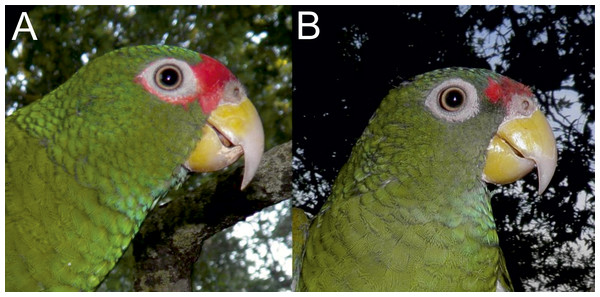 Photographs of the head of male holotype (A) and female paratype (B) of the new Amazona.