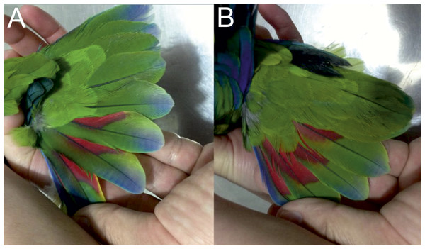 Open tails showing colored bands of male holotype (A) and female paratype (B) of the new Amazona.