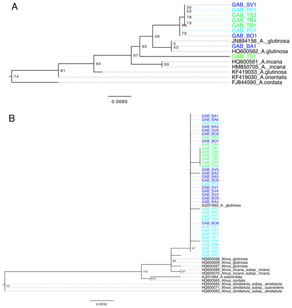 Alnus phylogeny, based on matK (A) and ITS (B), computed by maximum likelihood, following a GTR + I model of evolution, and tested by 1,000 bootstrap replicates.