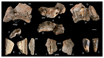 Razanandrongobe sakalavae, a gigantic mesoeucrocodylian from the Middle ...