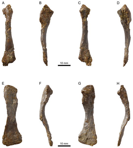 MJSN TCH007-252, holotype of Plesiochelys bigleri (Kimmeridgian, Porrentruy, Switzerland).
