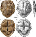 The comparative osteology of Plesiochelys bigleri n. sp., a new coastal ...