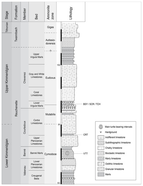 Stratigraphic section of the Reuchenette Formation.