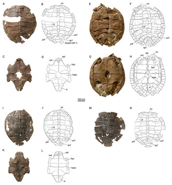 The comparative osteology of Plesiochelys bigleri n. sp., a new coastal ...