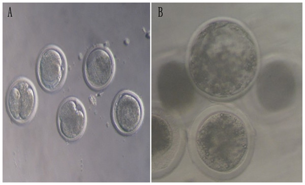 The development of bovine parthenogenetic embryos (×200).