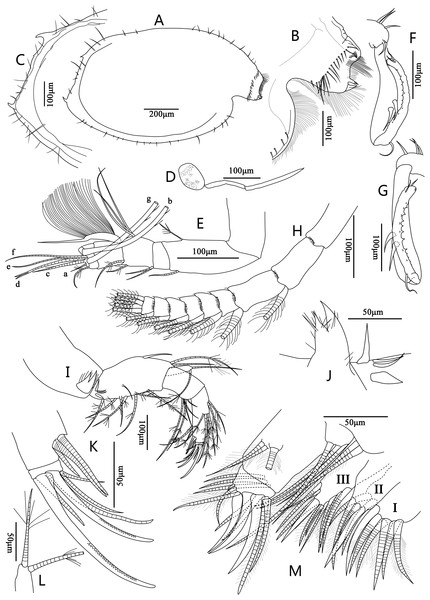 Line drawings of Euphilomedes biacutidens sp. nov., ♂.