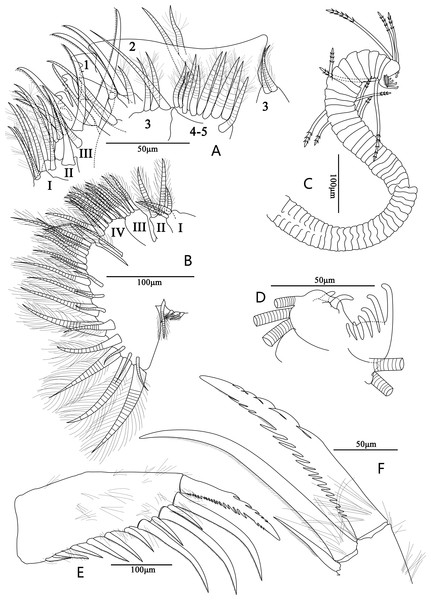 Line drawings of Euphilomedes biacutidens sp. nov., ♂.