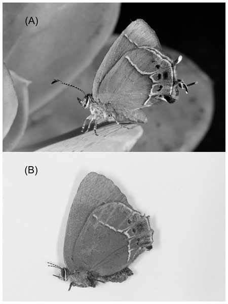 Callophrys xami (A) with hindwing tails intact (control) and (B) with hindwing tails experimentally ablated (dead experimental specimen with broken antennae).