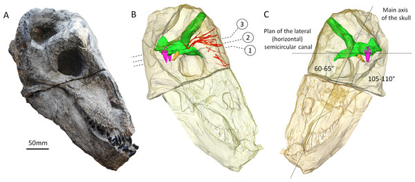 The skull of Moschops capensis AM4950 in lateral view.