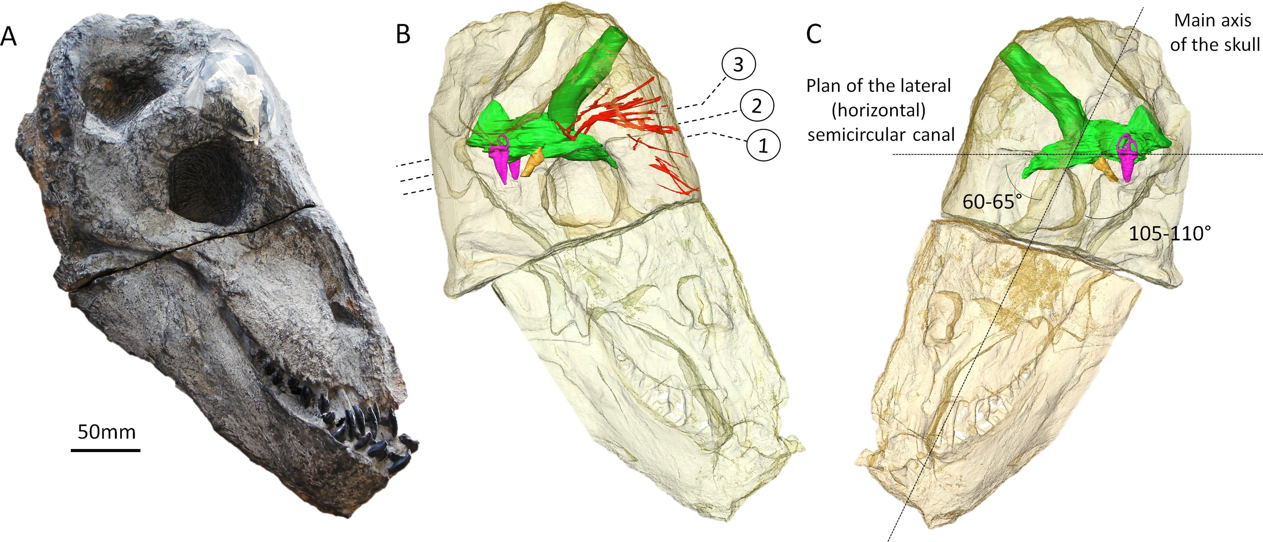 Synchrotron scanning reveals the palaeoneurology of the head-butting  Moschops capensis (Therapsida, Dinocephalia) [PeerJ]