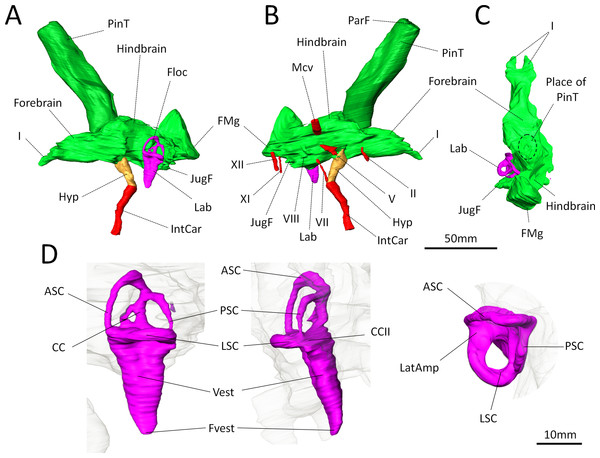 Digital reconstruction of the brain endocast and bony labyrinth of Moschops capensis AM4950 digitally reconstructed.