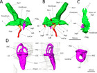 Synchrotron scanning reveals the palaeoneurology of the head-butting ...