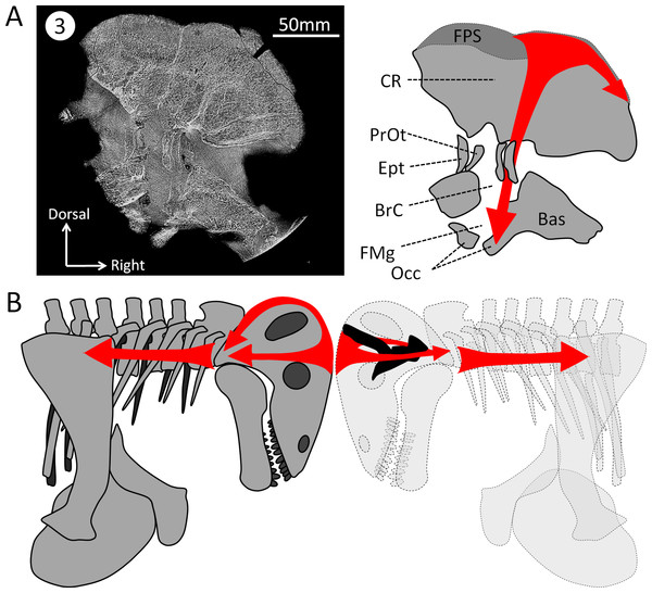 Hypothesized dissipation of the energy during head butting in the skull of Moschops capensis.