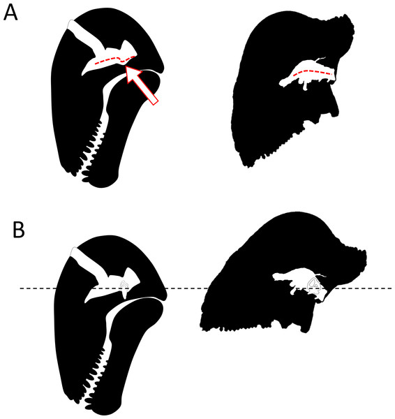 Comparison of the orientation of the braincase (white) and the skull (black) in Moschops and Stegoceras.