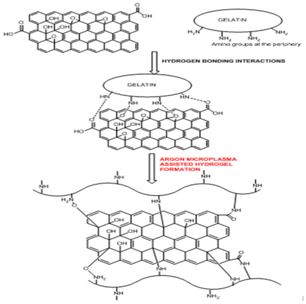 Molecular mechanism behind Ar-microplasma mediated gel-GO nanocomposite hydrogel synthesis.