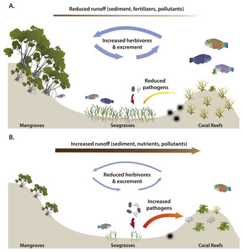 Time To Cash In On Positive Interactions For Coral Restoration [PeerJ]