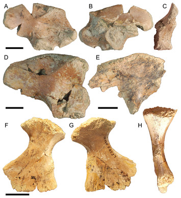 Variation in the pelvic and pectoral girdles of Australian Oligo ...