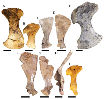 Variation in the pelvic and pectoral girdles of Australian Oligo ...