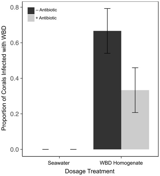 Incidence of WBD infection in asymptomatic A. cervicornis exposed to zooplankton incubated with WBD-associated bacteria.