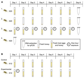 Penetrance Of Symbiont-mediated Parthenogenesis Is Driven By 